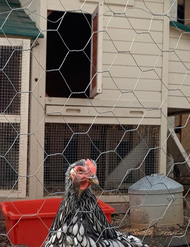 One of our chickens in the hen house