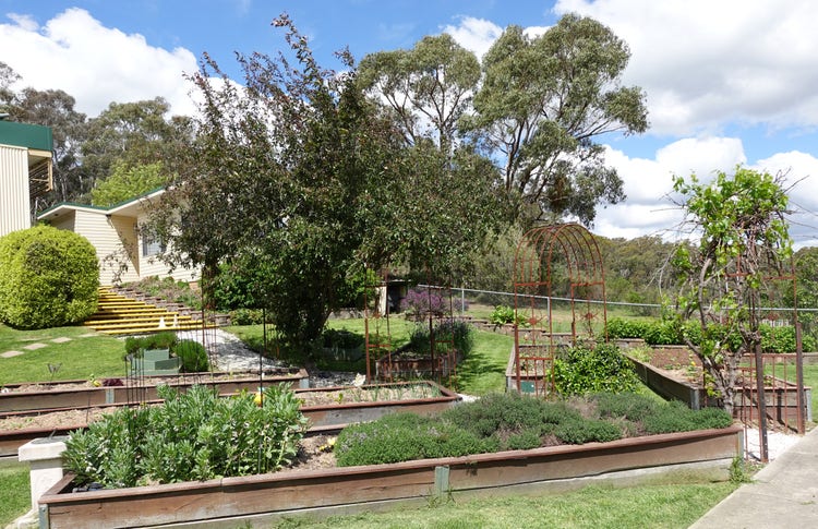 Our 6 garden beds with herb gardens. A tree growing in the centre and grapes growing over an archway
