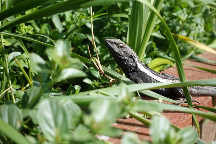 A lizard sunbathing on the edge of our garden.