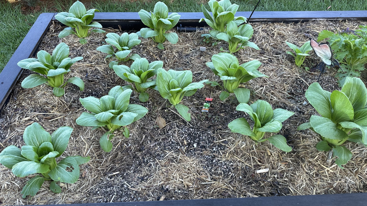 A garden bed full of Bok Choy